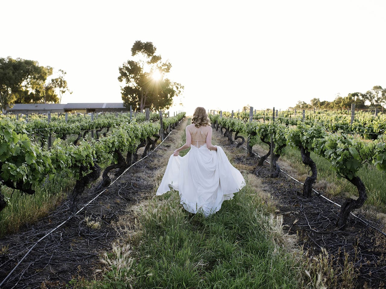 A Stunning Bride Walking Through A Winery