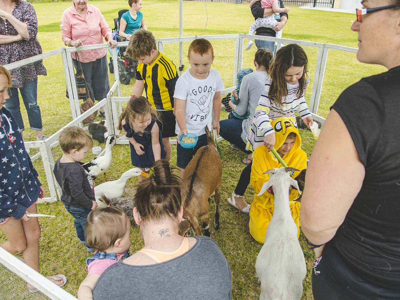 Children Petting Animals At A Small Animal Farm On The Grass Area At The Outside Event Venue.